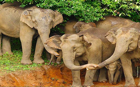 kerala wildlife tour package India