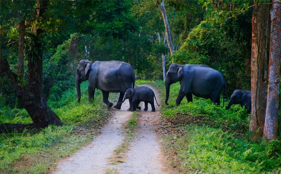 kerala wild life tour
