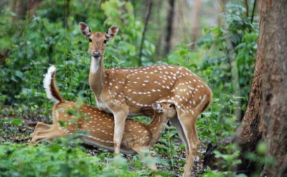 kerala wild life tour package