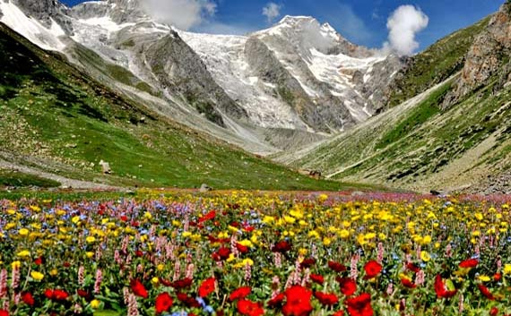 valley of flowers uttaranchal tour